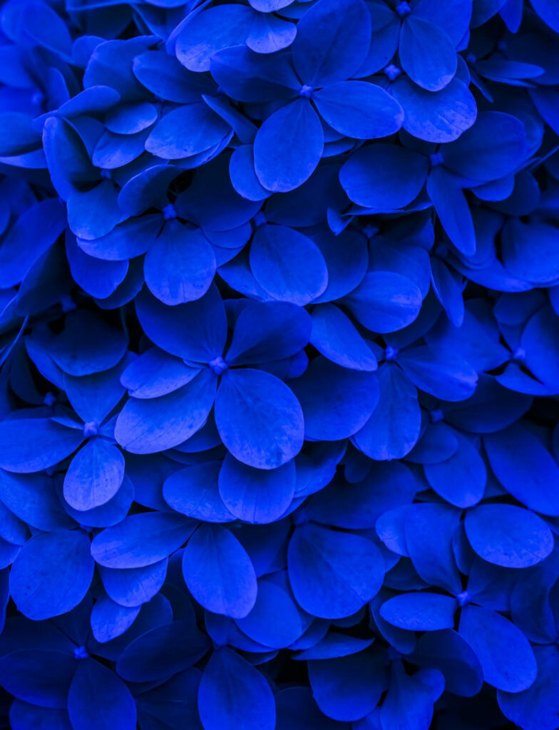 camaieu de bleus