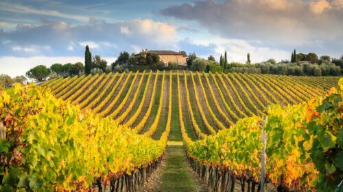 vignoble droits d'auteur copyright © 2014 edwin kremer
